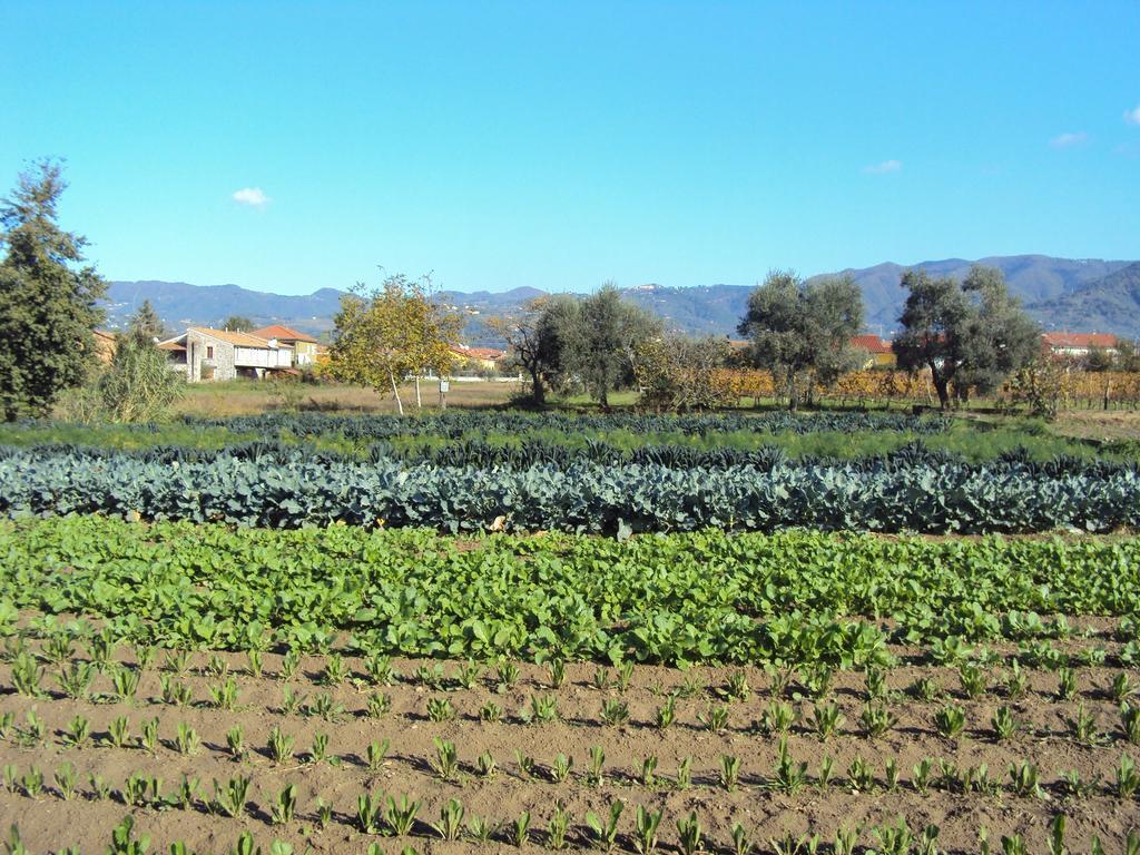 Iacovino Country House Sarzana Exterior foto
